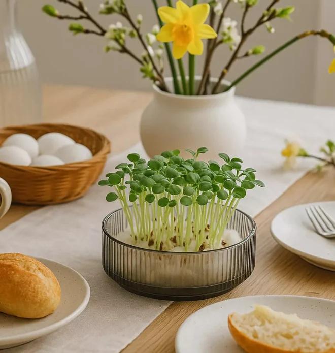 Jak si vypěstovat microgreens doma